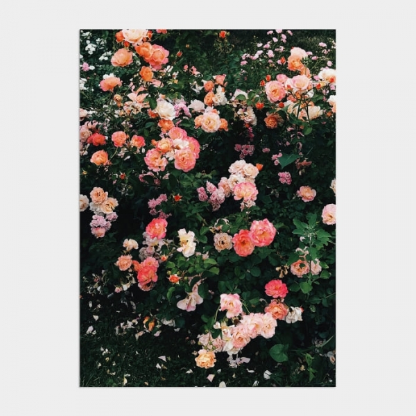 유럽모먼트/Blooming Rosy